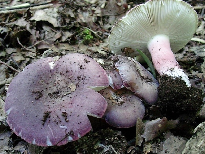 411 Agosto vecchio ritrovamento